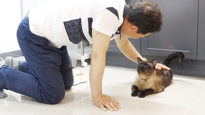 고양이 데꼬오면 몽땅 묶어 놓겠다던 울 아빠...