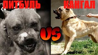 КАНГАЛ VS ПИТБУЛЬ. 5 РЕАЛЬНЫХ БОЕВ KANGAL VS PITBULL