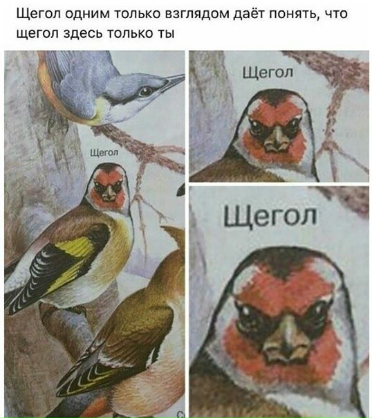 Смешная картинка №302342 - Прикол, мем про Щегол Щегол Щегол Щегол ...