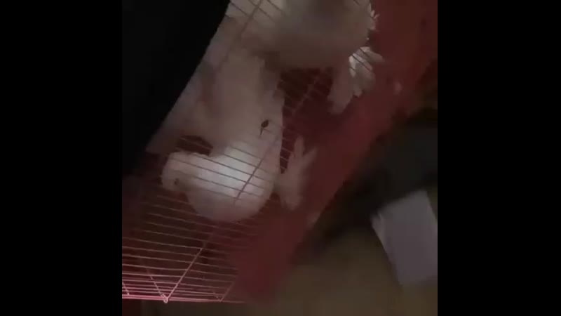 VID_121500810_053214_825.mp4