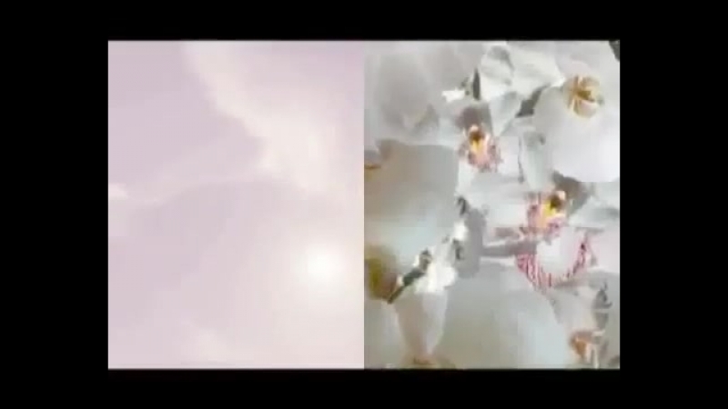 Calvin Klein Euphoria Blossom
