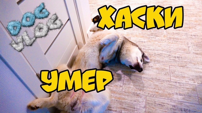 DOGVLOG ХАСКИ УМЕР ПРАНК Бандита!