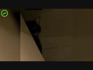 Пёс бздит, кот блюёт