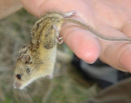 о содержании тушканчиков в домашних условиях друг мой! знакомо ли вам это состояние души вы ежитесь от холода, когда на улице ,30oc, а когда за окном завывает вьюга, вас внезапно прошибает
