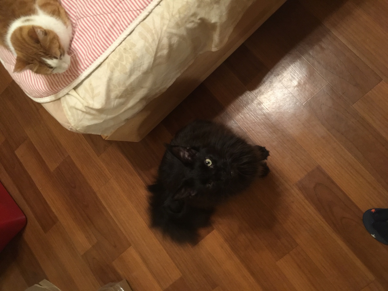 Кошки в нашей жизни. Кошки и все, что с ними связано.