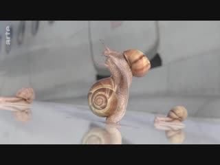 Un mètre / heure ( one meter per hour )