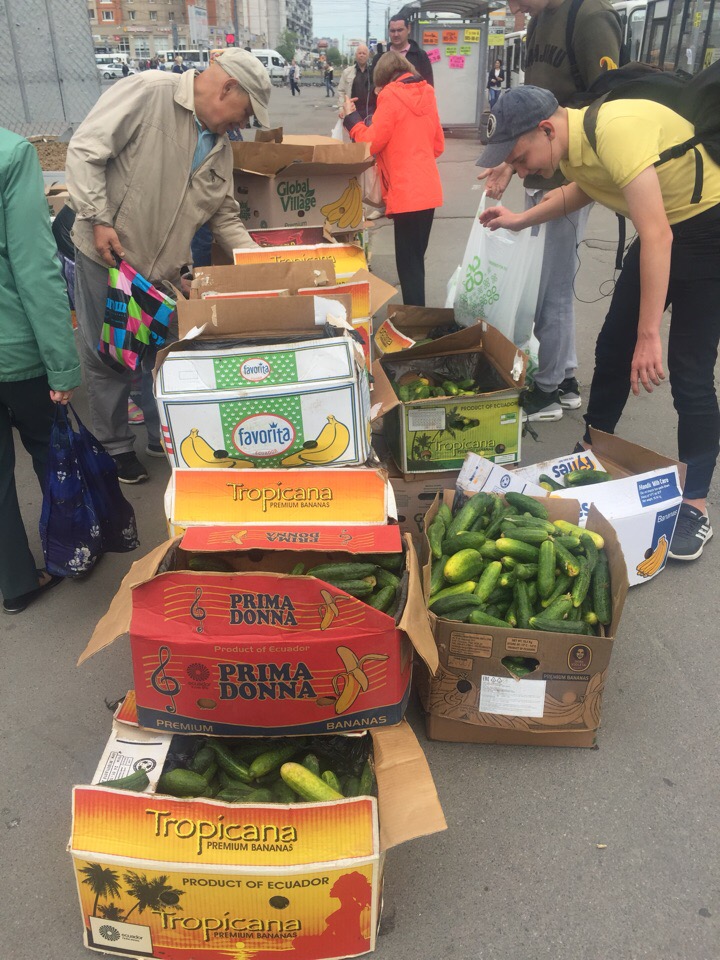Кубанские фермеры раздали петербуржцам тонну огурцов в знак протеста (фото)