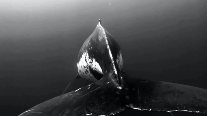 Podval capella - whales