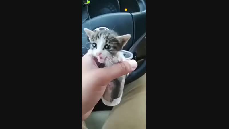 Котёнок.mp4