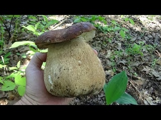 За белыми грибами , весной 2018.