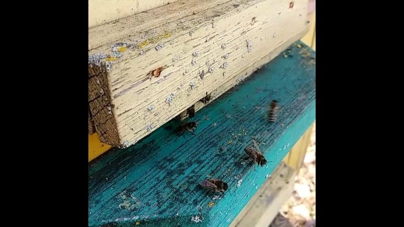 Весенний облёт🐝