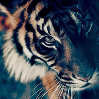 Артём Артемов