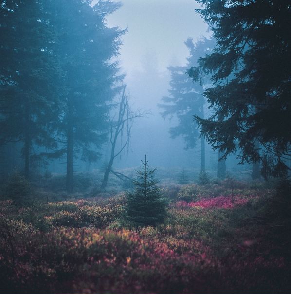 Nanne Springer - Blue Fog - Thuringia, Germany