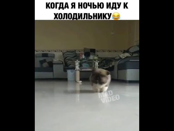 КОГДА Я НОЧЬЮ ИДУ К ХОЛОДИЛЬНИКУ