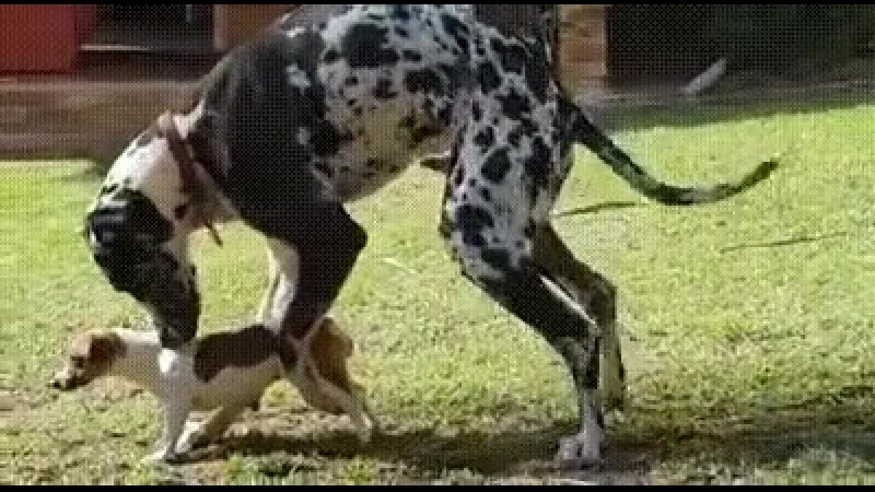 Doc255669565_469412332.mp4