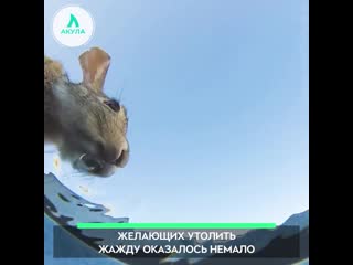 Что можно увидеть из ведра | АКУЛА