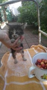 Безкота_добро
