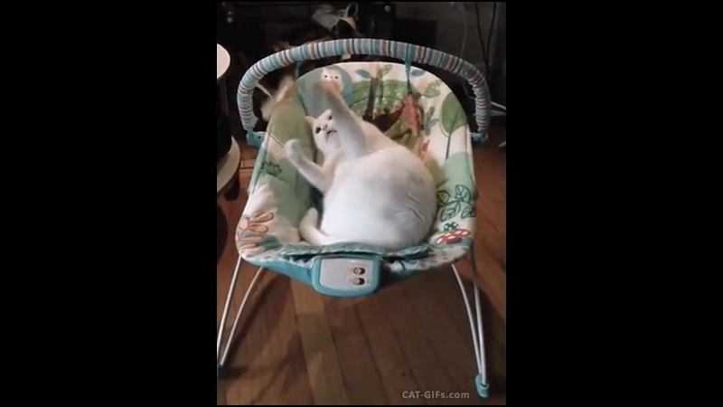 Котик любит играть с игрушками 😍