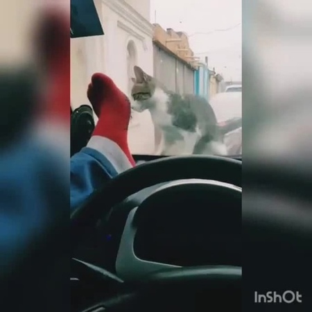 Cunning cat