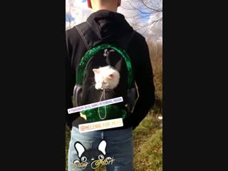 Видеоотзыв-видеообзор на рюкзак-переноску от бренда DOG COMFORT