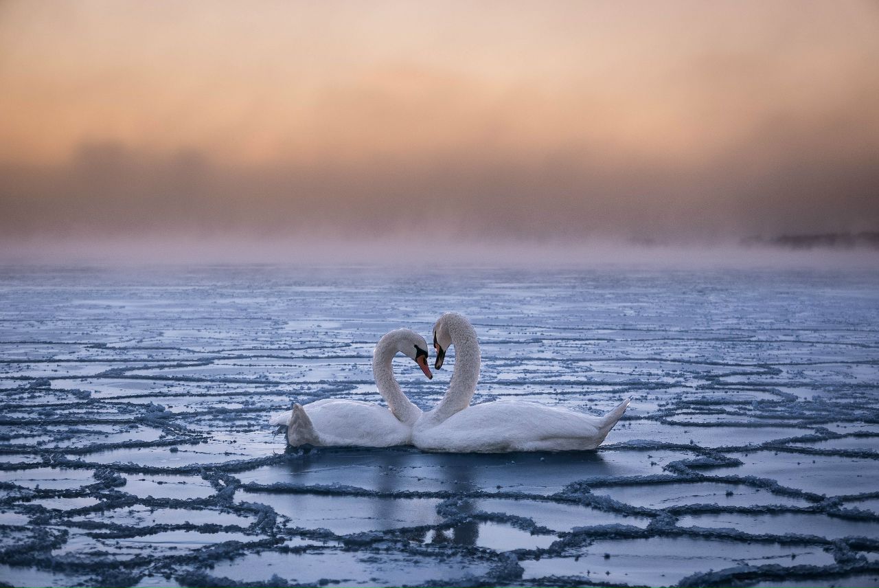 Светлана Ерофеева