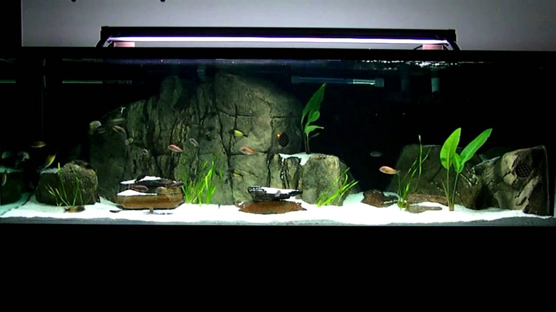 Tropheus Moorii