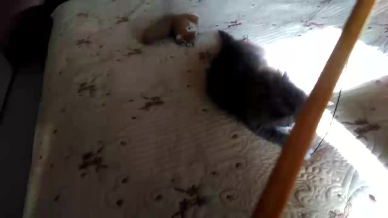 Im-upload-video-1558241146629.mp4