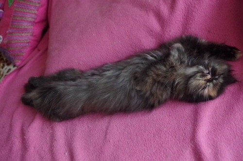 Кошки в нашей жизни. Кошки и все, что с ними связано.