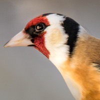 Сергей Горкунов | 