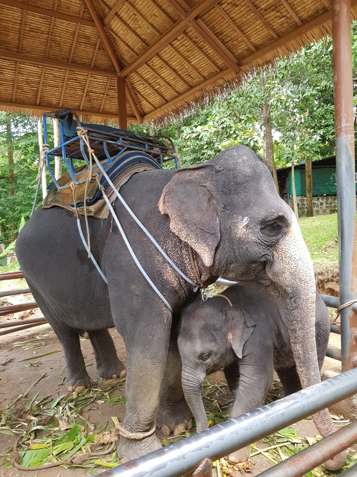 Дождливый июль в солнечном Таиланде