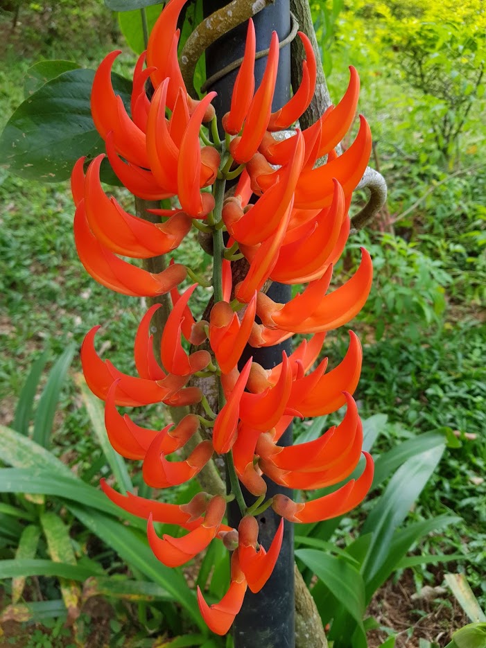 Дождливый июль в солнечном Таиланде