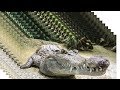 The Nicest Alligator