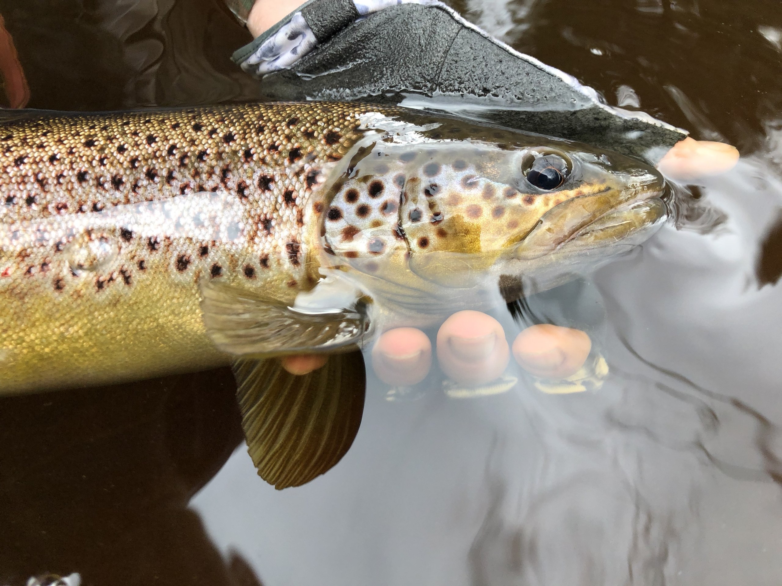 big trout