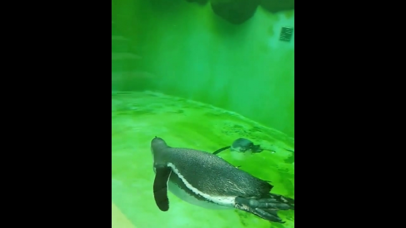 VID_99980727_081654_955.mp4