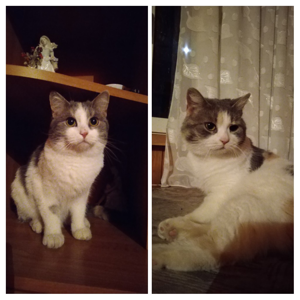 Кошки в нашей жизни. Кошки и все, что с ними связано.