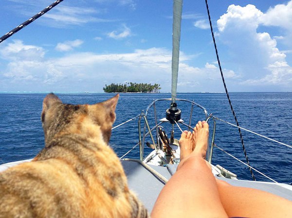 Даже котики отдыхают на море, а ты - нет)