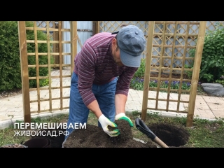 Технология посадки клематисов