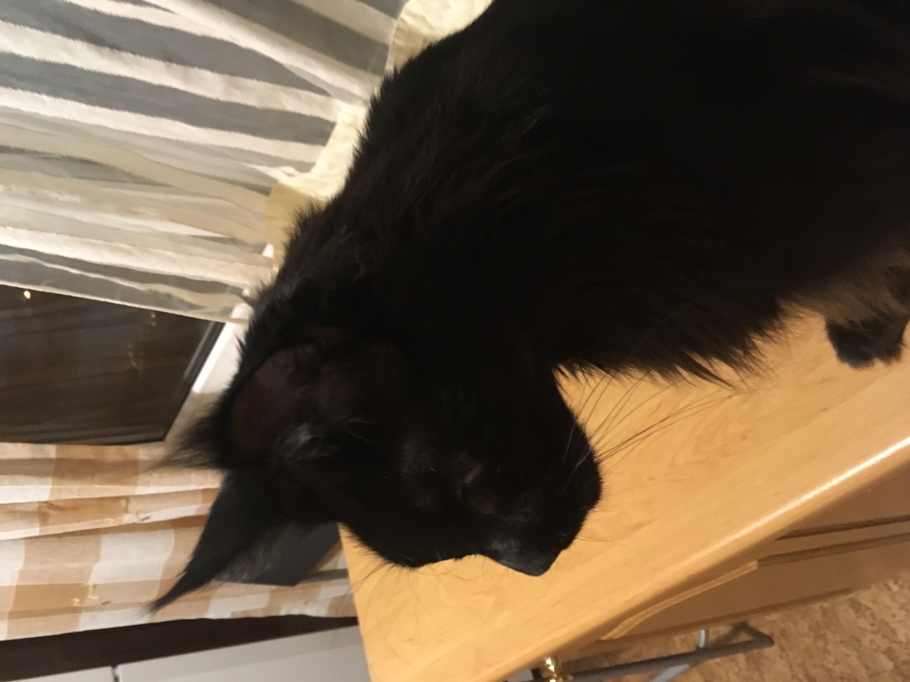 Кошки в нашей жизни. Кошки и все, что с ними связано.