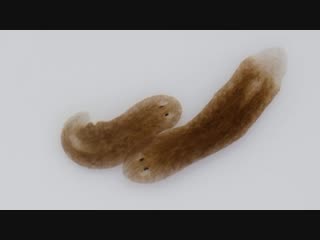 Want a Whole New Body؟ Ask This Flatworm How (Deep Look)