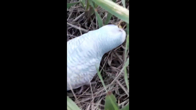 Полдник на траве 🌱
