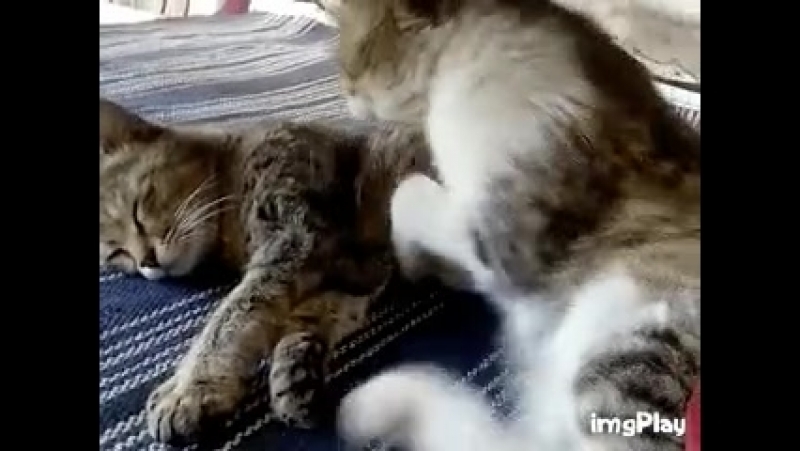 Doc26062575_479125018.mp4
