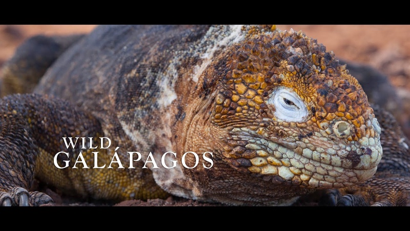 Wild Galápagos