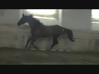 Ритмичный( Royal Classic Elite (Роял Классик Элит)-Черига)жеребец 2016 г.р.