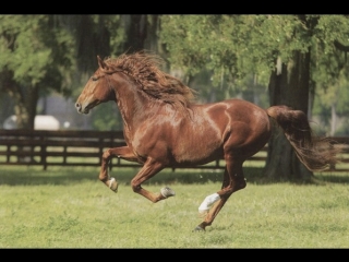 Лошади в леваде. IVHORSE
