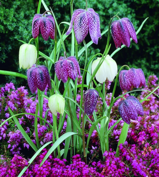 фотография из вКонтакте