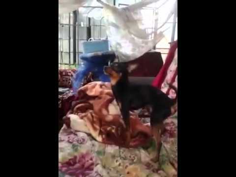Собака в рот себя ебака