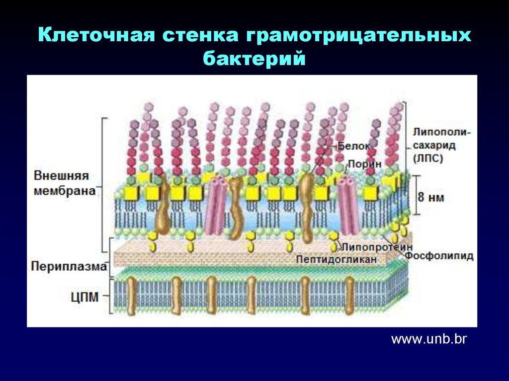 Структурный компонент мембраны клетки. Грамотрицательные бактерии клеточная стенка. Структура клеточной стенки грамотрицательных бактерий. Строение клеточной стенки грамотрицательных бактерий. Грамотрицательные бактерии структура клеточной стенки.