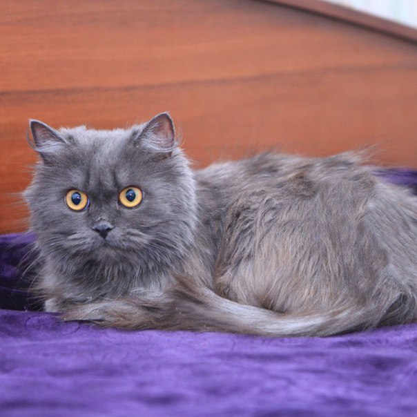 #нужна_финансовая_помощь@vmestepnz_animalsНУЖНА ФИНАНСОВАЯ П