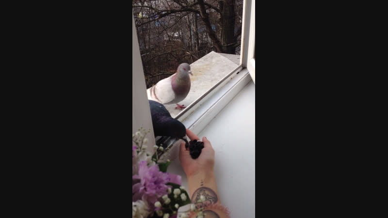 Голубки 2