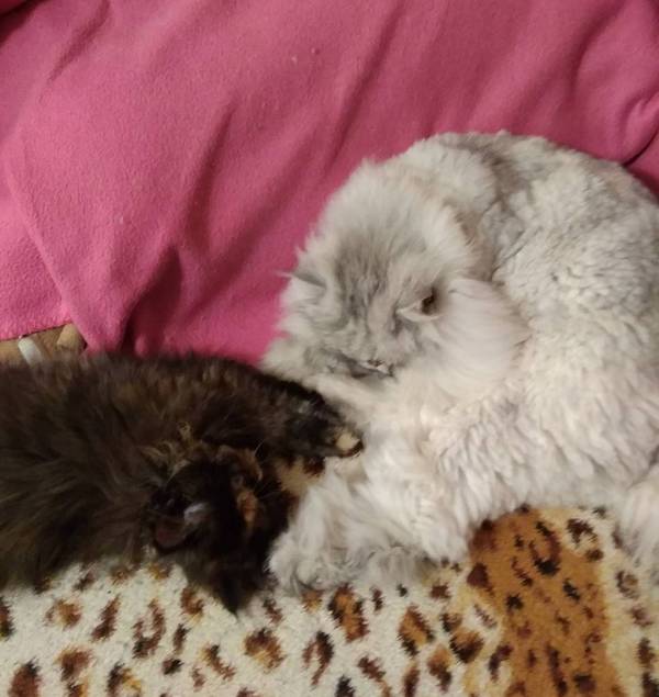 Кошки в нашей жизни. Кошки и все, что с ними связано.